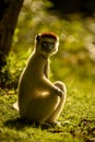 Verreaux Sifaka lemur in morning sun, Madagascar Royalty Free Stock Photo