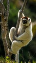 Verreaux Sifaka in Madagascar Royalty Free Stock Photo