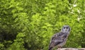 Verreaux eagle-owl, also commonly known as the milky eagle owl standing on a rock