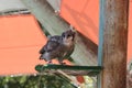 Verreauxs eagle-owl Royalty Free Stock Photo