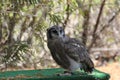 Verreauxs eagle-owl Royalty Free Stock Photo