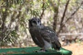 Verreauxs eagle-owl Royalty Free Stock Photo