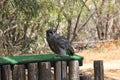Verreauxs eagle-owl Royalty Free Stock Photo