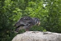 Verreaux eagle-owl eating over a rock Royalty Free Stock Photo