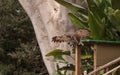 Verreauxs eagle owl Bubo lacteus Royalty Free Stock Photo