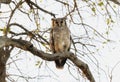 A Verreauxs Eagle Owl, Ketupa lactea, with distinctive pink eyelids, perched on a tree branch in South Africa Royalty Free Stock Photo
