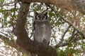 A huge Verreauxs Eagle owl, Ketupa lactea, perched on a tree branch in South Africa Royalty Free Stock Photo