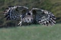 Verreauxs eagle-owl Bubo lacteus Royalty Free Stock Photo