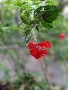 Verry butyfull natural red flowers