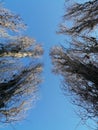 Verry tall trees on a blue scy