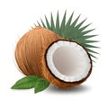 Versatile coconut design element isolated on white for customization