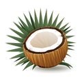 Versatile coconut design element isolated on white for customization