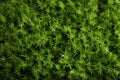 Versatile green background Abstract top view of textured grass backdrop