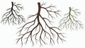 Natural Tree Root Structures Set, vector design Generative AI Royalty Free Stock Photo