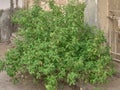 Vershiping Tulsi Ocimum tenuiflorum is holy basil, tulasi sometimes spelled thulasi or tulsi, Idar