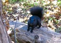 Close Up Image of Cute Black Squirrel - Alberta, Canada