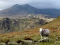A Herdwick sheep guarding the Scafell Range, Cumbria