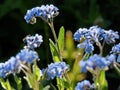 Forget-me-nots at the Swiss Alpine Botanic Garden Royalty Free Stock Photo