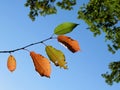 Autumn cherry leaves sillhouetted against a blue sky