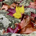Autumn maple leaves fallen on a stone wall