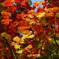 Autumn maple leaves of Acer vitifolium