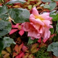 A yellow and pink tea rose in autumn