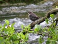 Dipper perched on a branch above a river in Dovedale Royalty Free Stock Photo