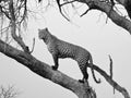 Black and white photo of gepard