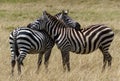 Unique capture of two zebras scratching each other\'s backs with their heads, Masai Mara Nature Reserve, Africa Royalty Free Stock Photo