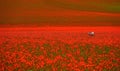 Garden chair on red poppy fields. Royalty Free Stock Photo