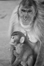 Monkey mother with her baby in her arms, Tokyo Japan Royalty Free Stock Photo