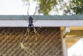 Spider weaaving its web and waiting for prey