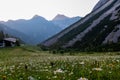 Vertatscha - Hiking trail along alpine meadow of daisy flowers at sunrise in untamed Karawanks