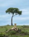 Vertcal of a cheetah lying in a grassy field in a savannah Royalty Free Stock Photo