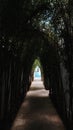 Vertcal shot of a beautiful arch covered with greens with sun rays glimmerings through them Royalty Free Stock Photo