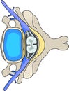 Vertebra