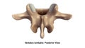 Vertebra lumbalis Posterior view Royalty Free Stock Photo