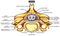 Vertebra parts and structure anatomy infographic diagram medical science education Royalty Free Stock Photo