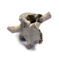 Vertebra