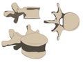 Vertebrae