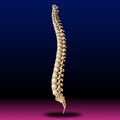 Back Bone - Vertebrae - Spine - Tailbone - Medical - Health - Graphic - Pharma Royalty Free Stock Photo