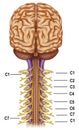 Vertebrae and nerves cervical plexus