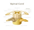 Anatomic Spinal Cord Infographics