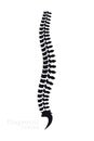 Vertebral Column. All Vertebrae Cervical Thoracic Lumbar Sacral