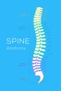 Vertebral Column. All Vertebrae Cervical Thoracic Lumbar Sacral