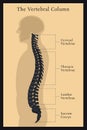 Vertebral Column. All Vertebrae Cervical Thoracic Lumbar Sacral Royalty Free Stock Photo