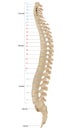 The vertebral column, also known as the backbone or spine. The human vertebral column and its regions Coccyx, Sacrum