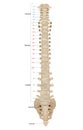 The vertebral column, also known as the backbone or spine. The human vertebral column and its regions Coccyx, Sacrum Royalty Free Stock Photo