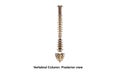 Vertebral Column Royalty Free Stock Photo
