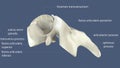 3d illustration of human spinal bone parts anatomy